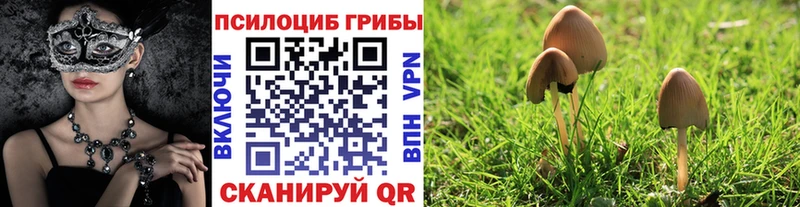 Псилоцибиновые грибы Cubensis  Почеп 